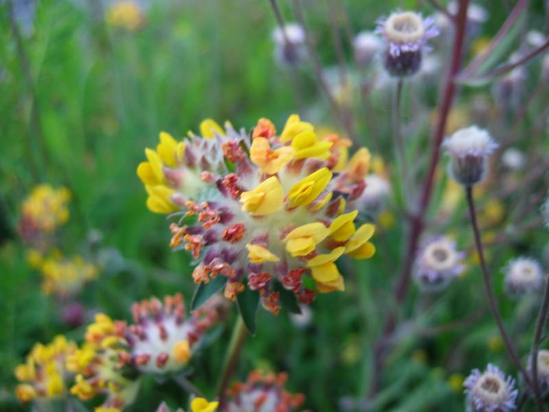 ANTHYLLIS