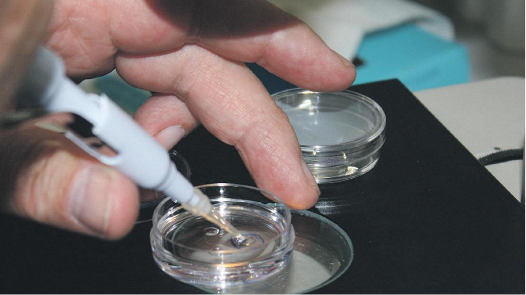 Embrioni de bovine, fecundate in vitro