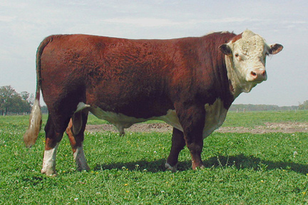 Vaci de carne