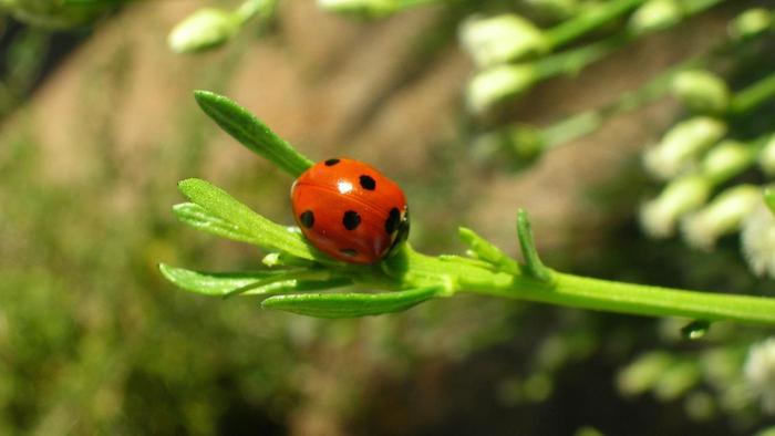 Insecte şi viermi