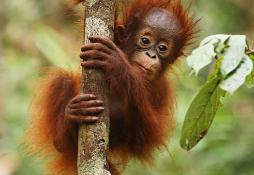Primate