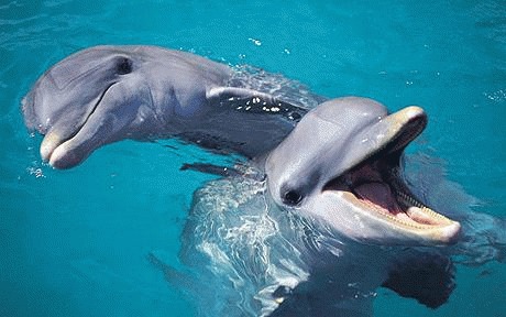 Balene, delfini și marsuini (mamifere din ordinul Cetacee); lamantini și dugongi (mamifere din ordinul Sirenia); foci, lei de mare și morse (mamifere din subordinul Pinnipedia)