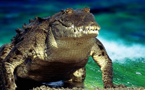 Crocodili, aligatori