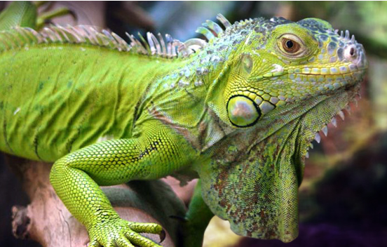 Iguane