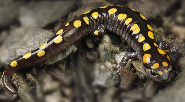Salamandre