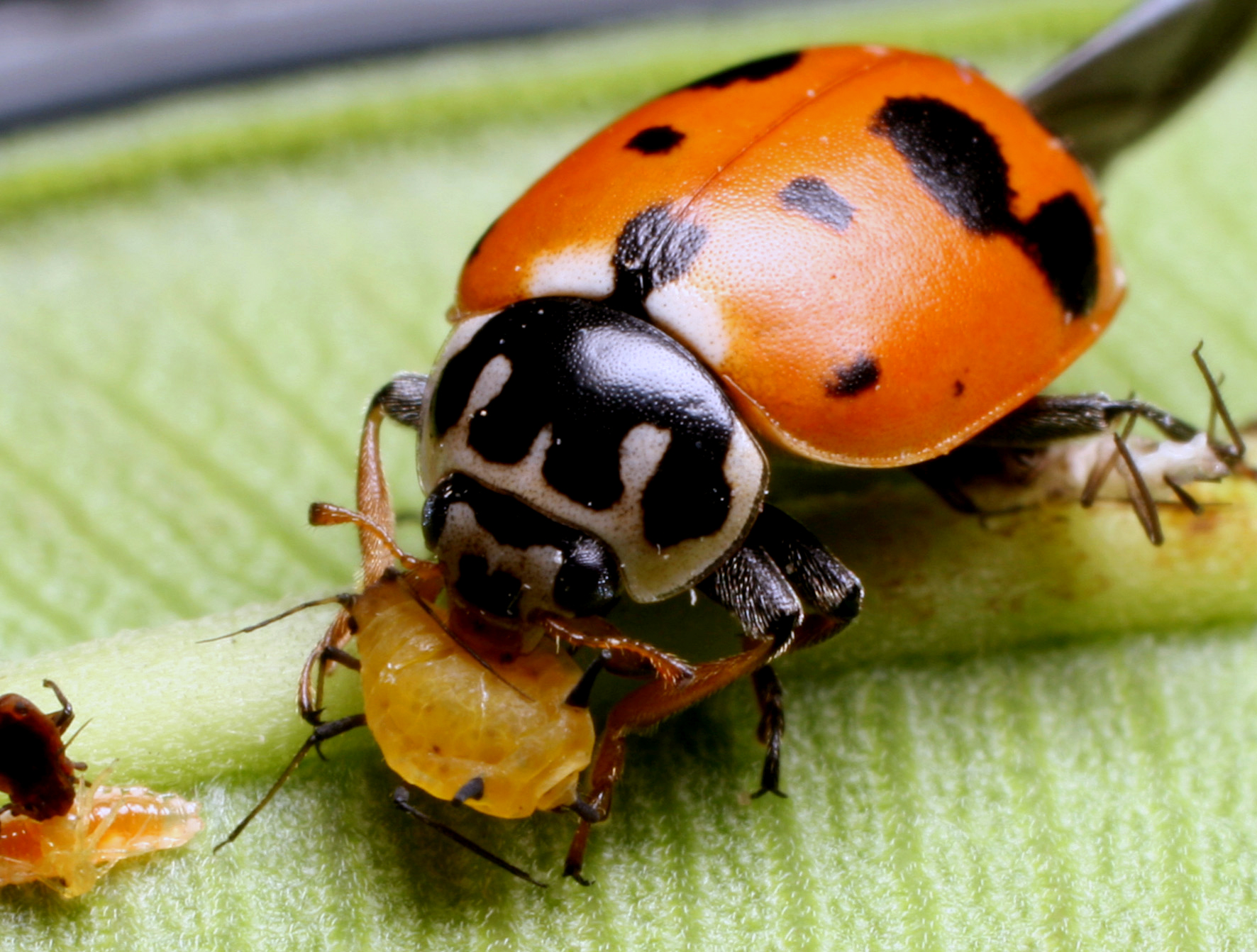 Coleoptere