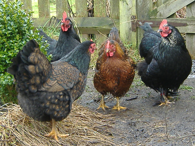 Păsări Bantam