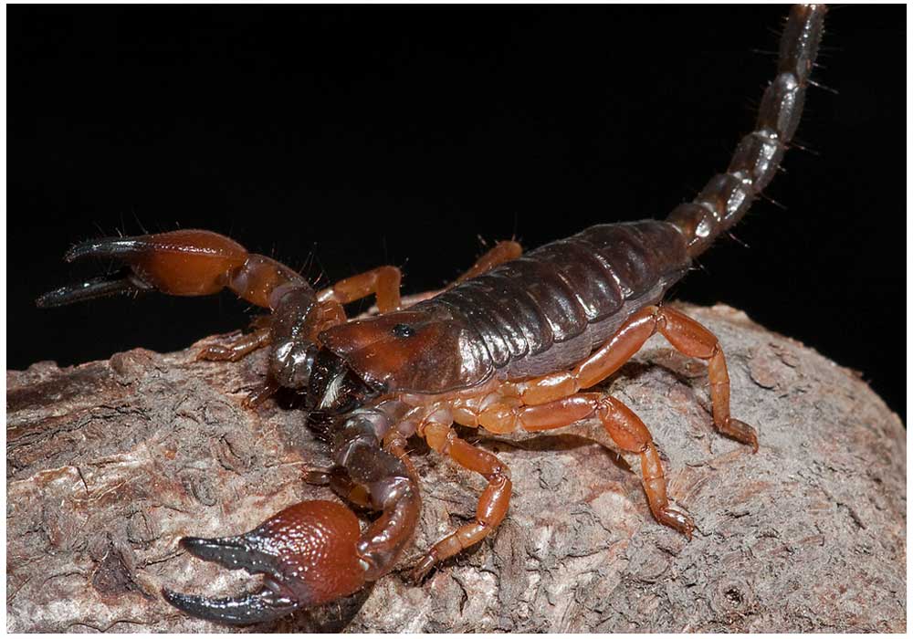 Scorpioni