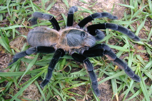 Tarantule