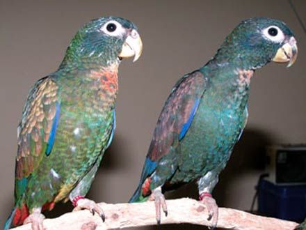 Papagali Pionus