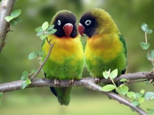 I love the parrots