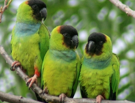 Amazonian parrots