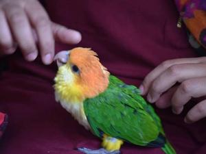 Papagali caique