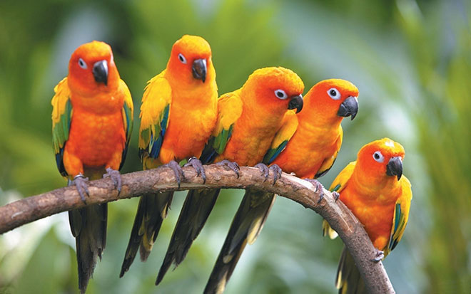 Papagali conure