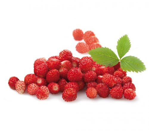 WILD STRAWBERRY