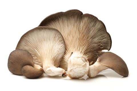Pleurotus