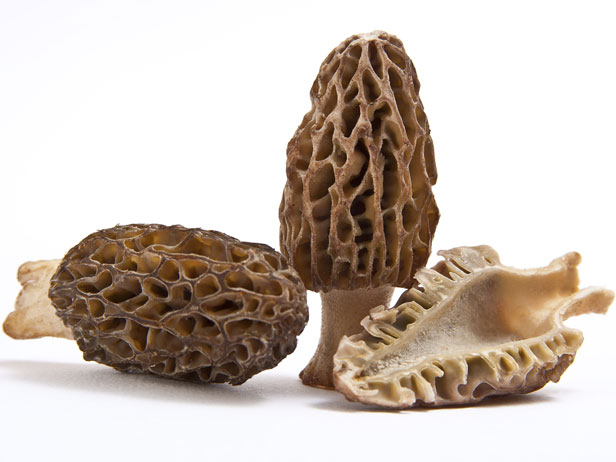 Morel (negre)