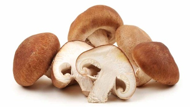 LENTINULA<br /><span>Shiitake</span>