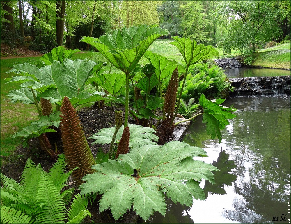 GUNNERA