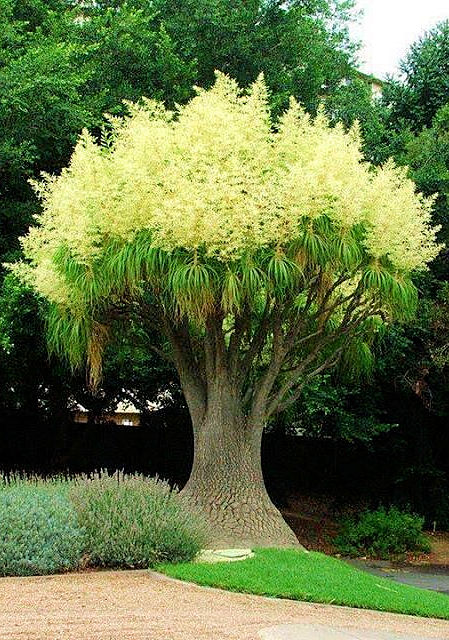 BEAUCARNEA