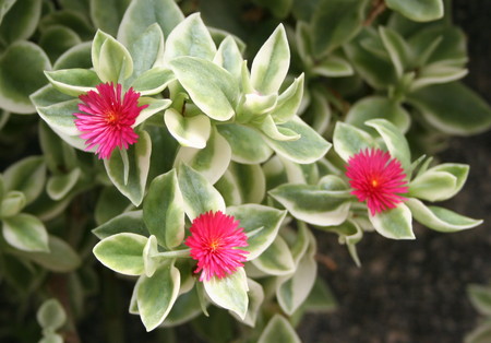APTENIA