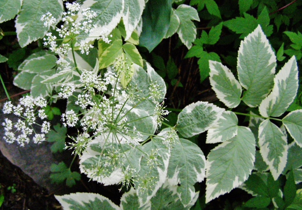 AEGOPODIUM