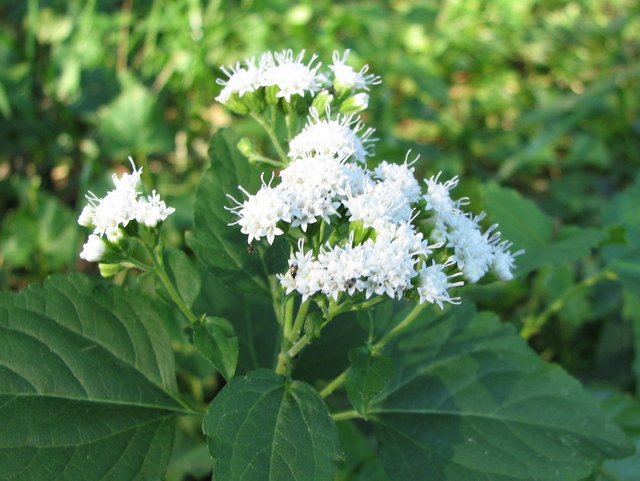 AGERATINA