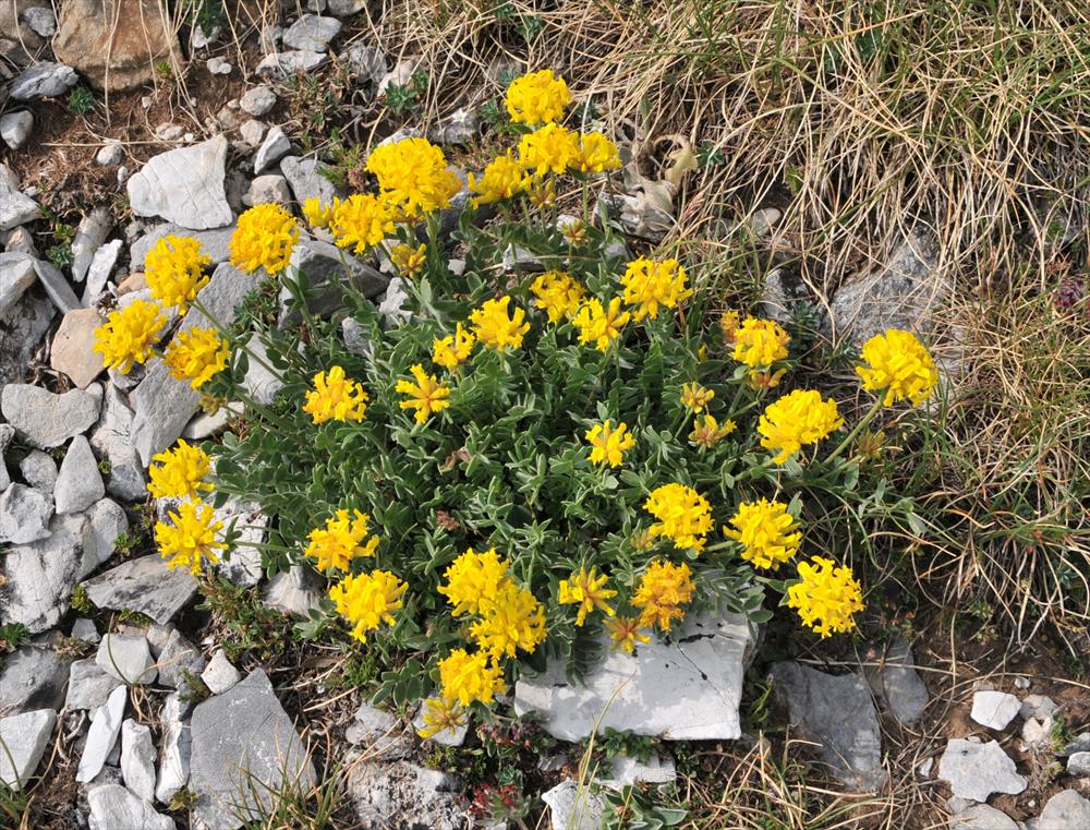 ANTHYLLIS