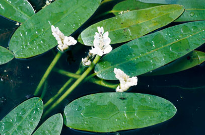 APONOGETON
