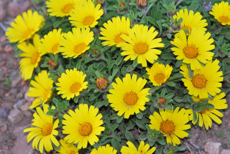 ASTERISCUS