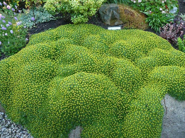 AZORELLA