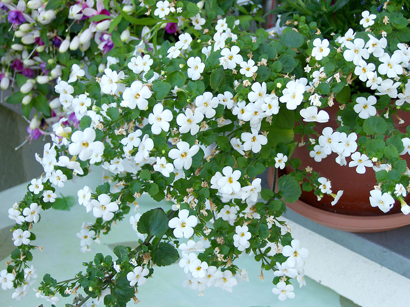 BACOPA, CHAENOSTOMA
