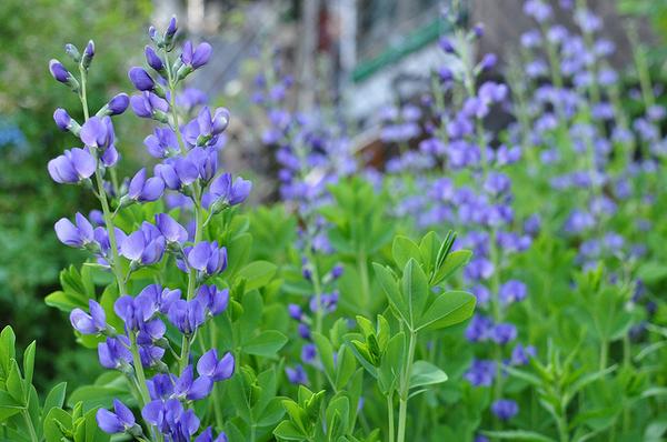 BAPTISIA