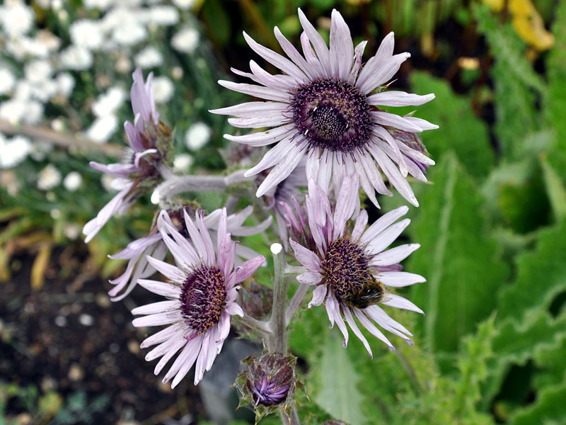 BERKHEYA