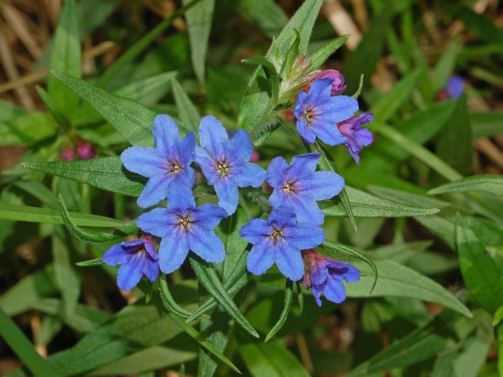 BUGLOSSOIDES