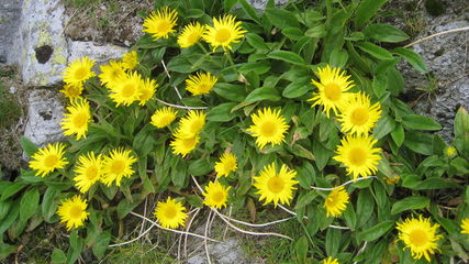 BUPHTHALMUM