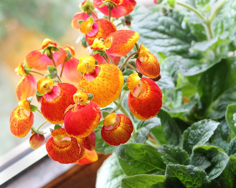 CALCEOLARIA