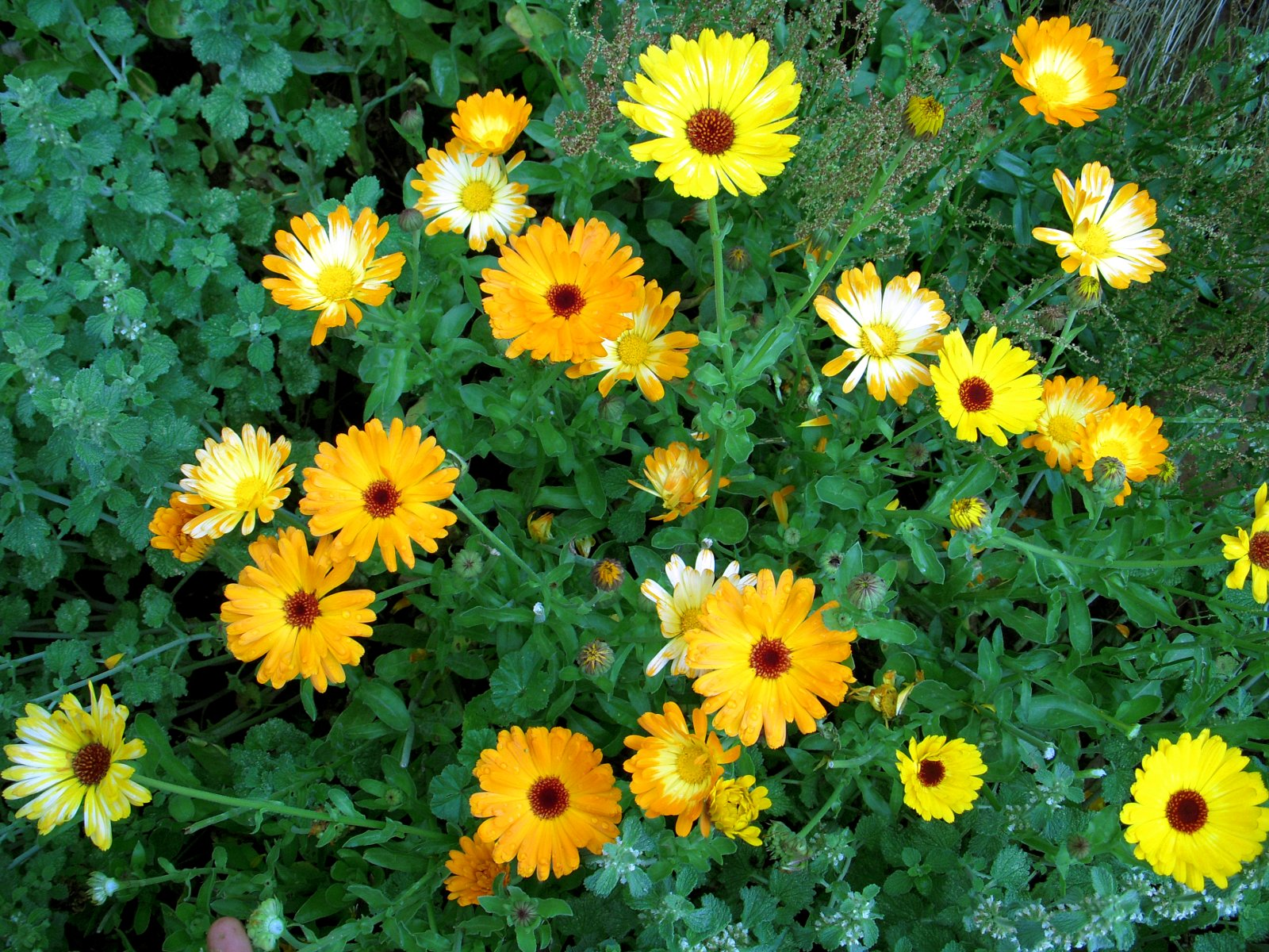 CALENDULA
