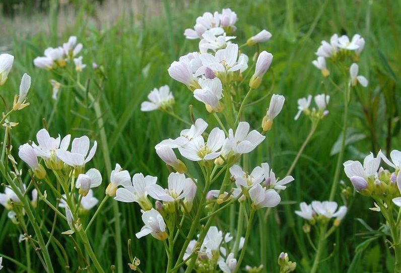 CARDAMINE