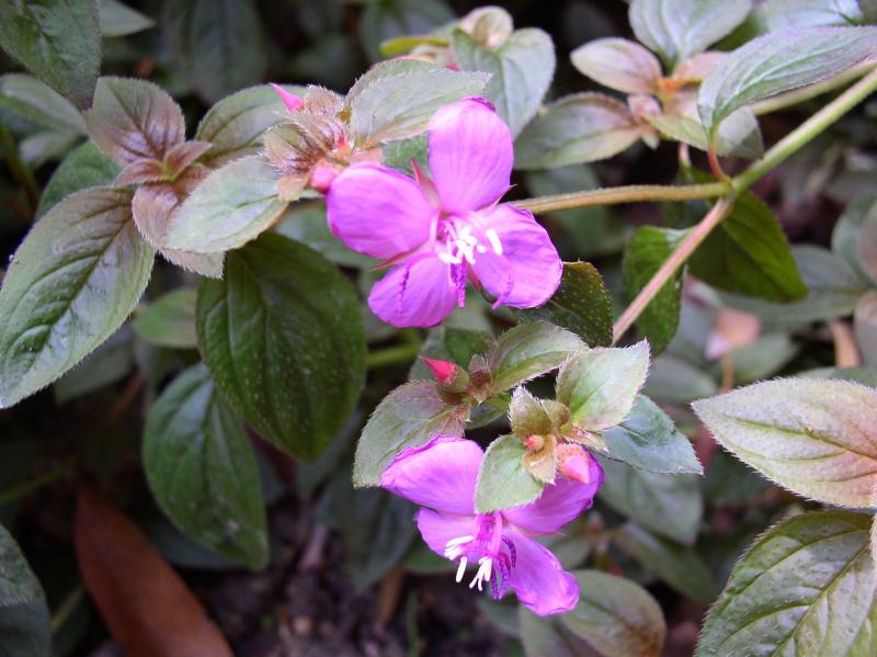 CENTRADENIA