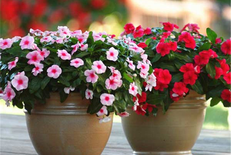 CATHARANTHUS
