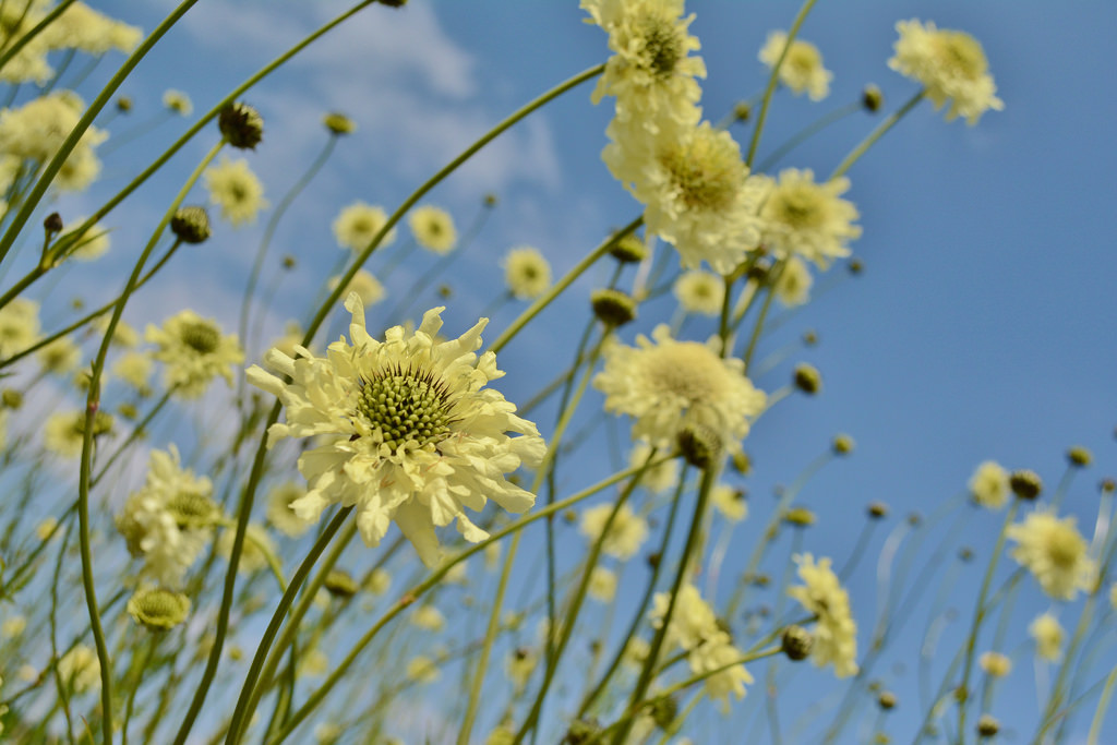 CEPHALARIA