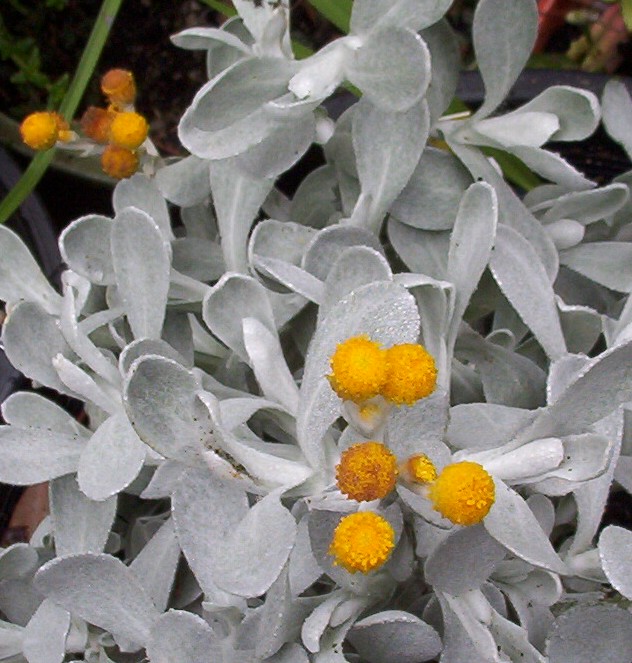 CHRYSOCEPHALUM