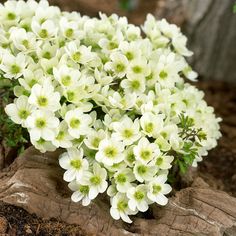 CLEMATIS