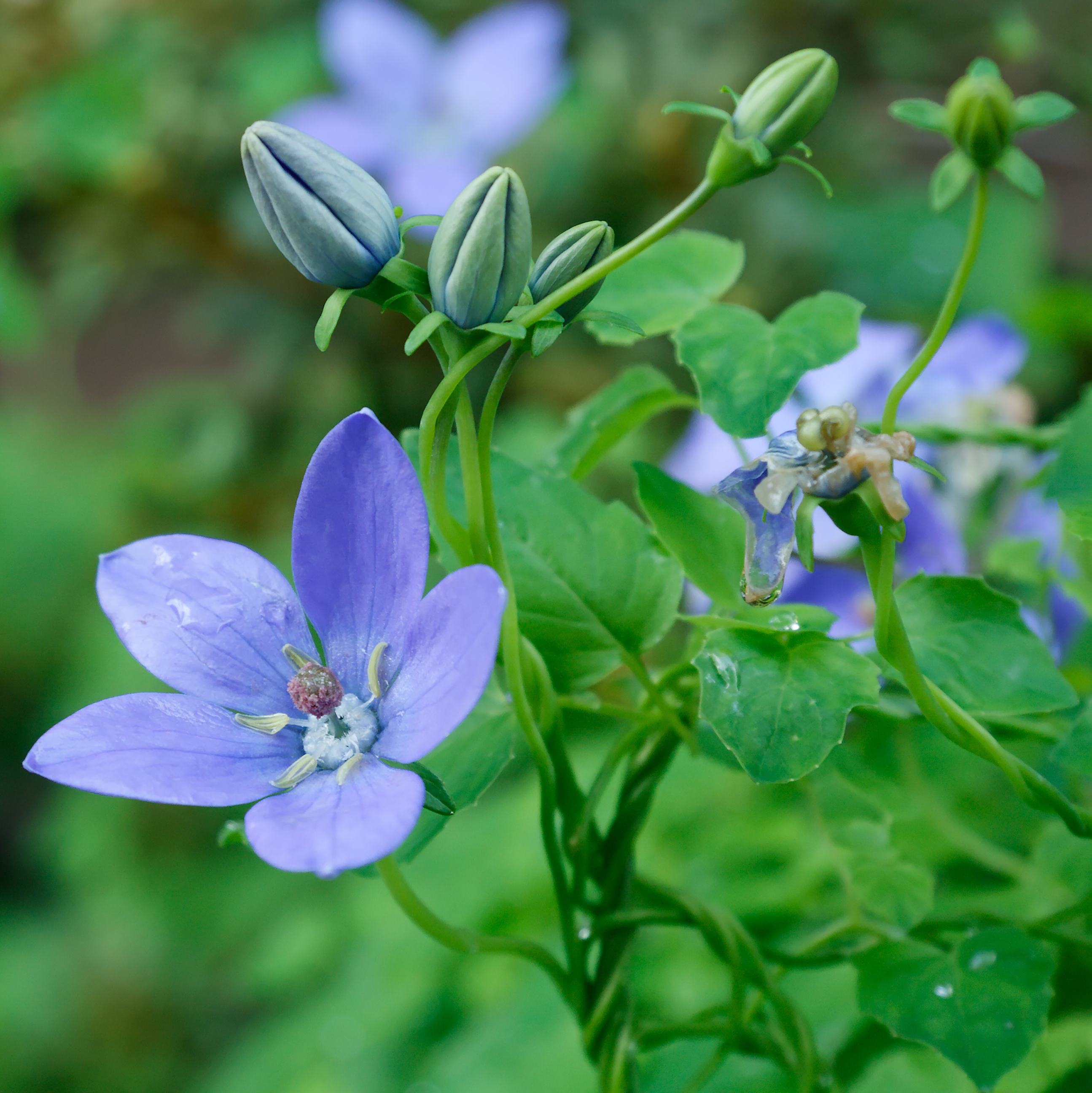 CODONOPSIS
