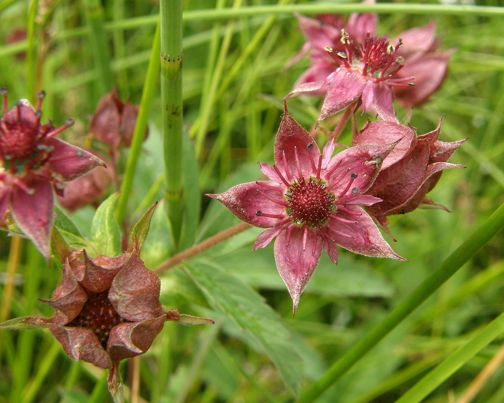 COMARUM