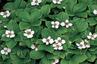 CORNUS