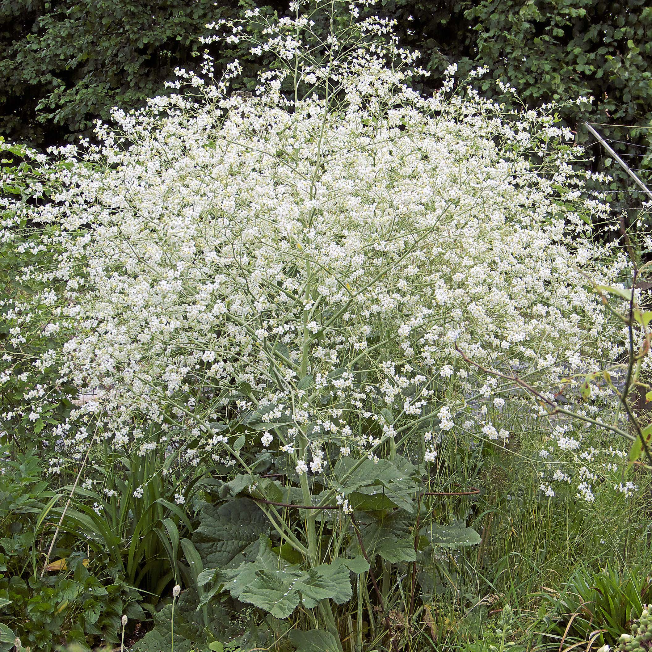 CRAMBE