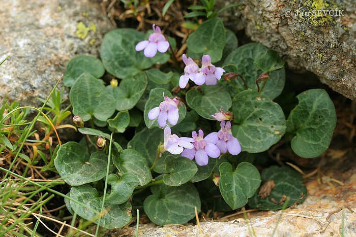CYMBALARIA
