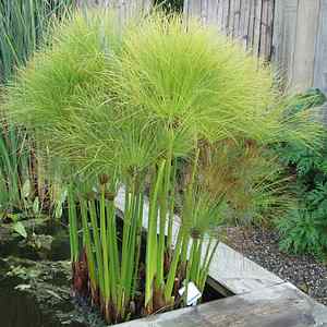 CYPERUS